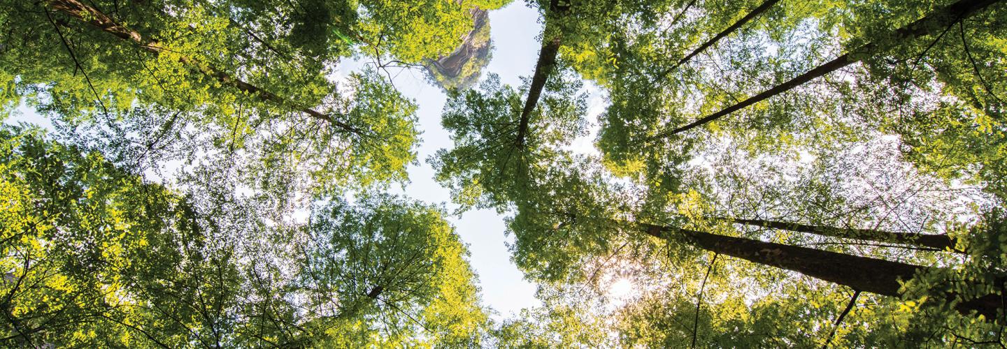 Retirement and Planning Forest Financial Planning Group, LLC